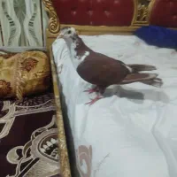 کبوتر