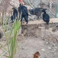 فروش مرغ وخروس|حیوانات مزرعه|وحدتیه, |دیوار