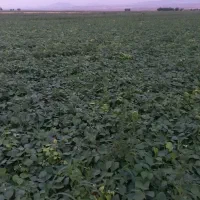 لوبیا قرمز مستقیم از کشاورز برای بذر هم عالی است|خوردنی و آشامیدنی|آوج, |دیوار