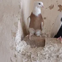 طوقی|پرنده|خزل, |دیوار