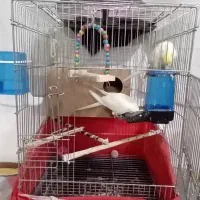 عروس هلندی لوتینو