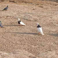 کبوتر پلاکی پدر ومادر شناسنامه کبوتر رنگی|پرنده|شوش, |دیوار