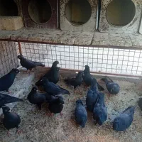 ۶ جفت کفتر زاغ آبادانی