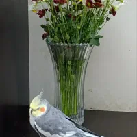 گمشده