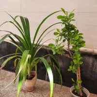 گل وگیاه طبیعی