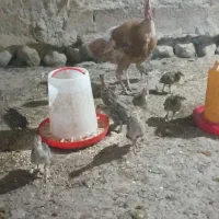 جوجه بوقلمون با مادر