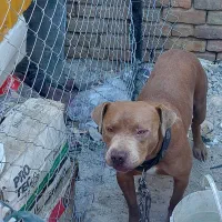 پیتبول نر ۸ ماه|سگ|ری, دولت‌آباد|دیوار