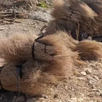 جارو فروشی