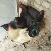 فروش مرغ