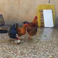 مرغ پروار محلی