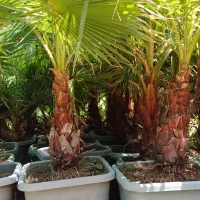 سیکاس و پالم ۲ تا ۶ ساله پرورش اصفهان و جنوب|گل و گیاه طبیعی|اصفهان, اصفهانک|دیوار