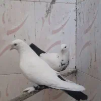 دمبی یا دم سیاه