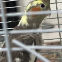 عروس هلندی نر سخنگو