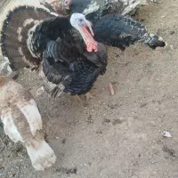 بوقلمون محلی کشتنی ماده تخمی وجوجه|حیوانات مزرعه|خواف, |دیوار