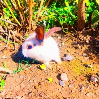 بچه خرگوش|موش و خرگوش|گرگان, |دیوار