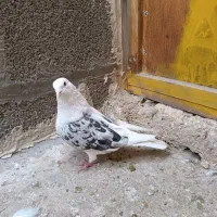 کبوتر تهرانی پرشی .پلاکی.|پرنده|کرمانشاه, |دیوار
