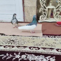 کفتر
