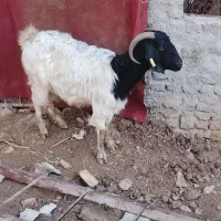 بز جوان داشتی