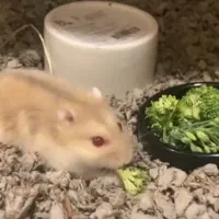 یدونه همستر کوچولو