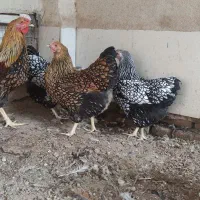 تخم نطفه دار  ویاندوت  گلین  برهما