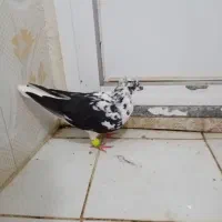 کفتر خوش رنگ