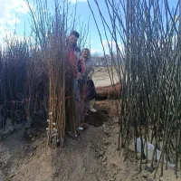 با سلام مرکز فروش نهال تولیدات تمامی ارقام با ظمات