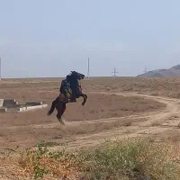 مادیان کرد|اسب و تجهیزات اسبسواری|خدا آفرین, |دیوار