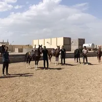 مجموعه پرورش اسب|اسب و تجهیزات اسب‌سواری|شاهین‌شهر, گرگاب|دیوار