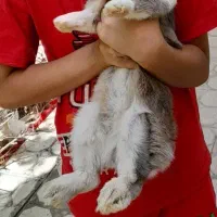 خرگوش فروشی نر