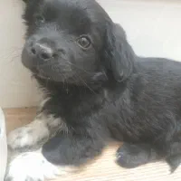 کتی ۲سرخارجی وارداتی.