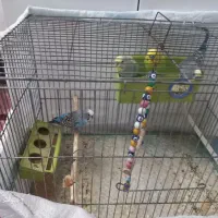 مرغ عشق|پرنده|مشگین شهر, |دیوار