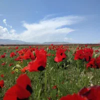 فروش یا مشارکت در ساخت مرغداری در منطقه آزاد ماکو