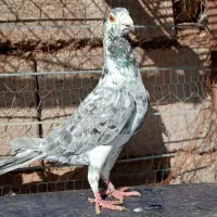 سوسکی بزک نر