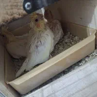 عروس هلندی با جوجه|پرنده|بندرعباس, |دیوار