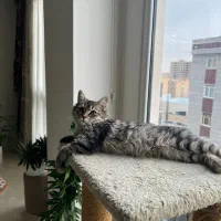 گربه|گربه|تهران, صادقیه|دیوار