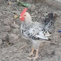 خروس عربی جوان