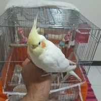 عروس هلندی|پرنده|تهران, آشتیانی|دیوار