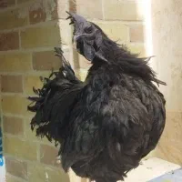 پرنده
