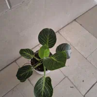 گلدان فیلودندرون برکین،گلدان سرامیکی|گل و گیاه طبیعی|تهران, فردوس|دیوار