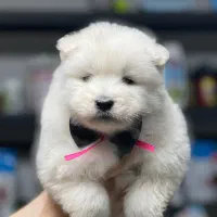 سامویید ماده دو ماهه