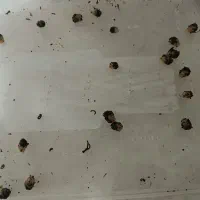 حلزون آچاتینا|خزنده|اصفهان, پزوه|دیوار