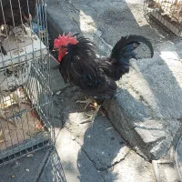 24 ساعته مرغخروس در تهران