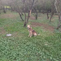 سگ نر گرگی نگهبان|سگ|سنگر, |دیوار