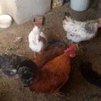 پنج عدد مرغ ویک خروس و3عدد جوجه لاری