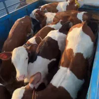 گوساله پای پروار سیمنتال