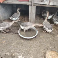 غاز|حیوانات مزرعه|رضوانشهر, |دیوار