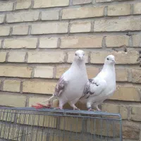 کفتر سالم|پرنده|خلخال, |دیوار