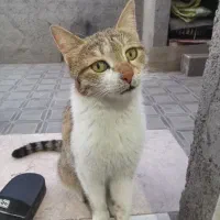 واگذاری گربه خانم مرادی نازی خانوم