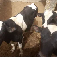 قصابی جهاد