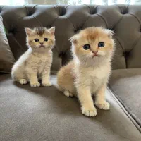 گربه اسکاتیش بریتیش|گربه|تهران, تهرانپارس جنوبی|دیوار